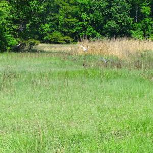 Photo #15 of SOLD property in Off Crittenden Road, Suffolk, VA 6.8 acres