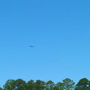 Photo #18 of SOLD property in Off Crittenden Road, Suffolk, VA 6.8 acres