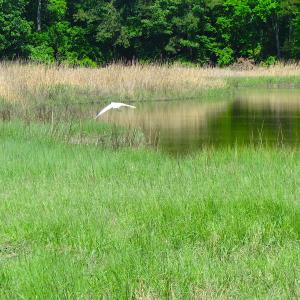 Photo #19 of SOLD property in Off Crittenden Road, Suffolk, VA 6.8 acres