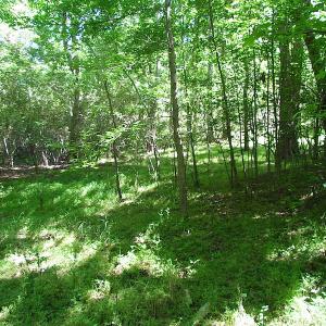 Photo #22 of SOLD property in Off Crittenden Road, Suffolk, VA 6.8 acres