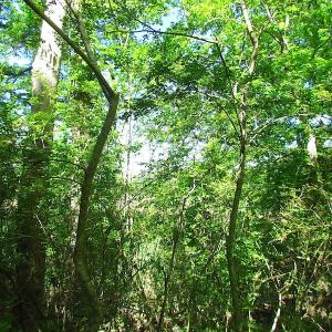 Photo #23 of SOLD property in Off Crittenden Road, Suffolk, VA 6.8 acres