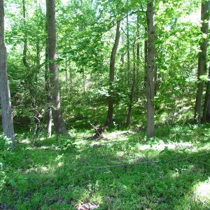 Photo #26 of SOLD property in Off Crittenden Road, Suffolk, VA 6.8 acres