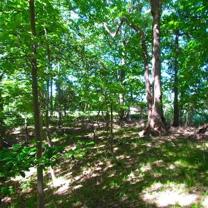 Photo #28 of SOLD property in Off Crittenden Road, Suffolk, VA 6.8 acres