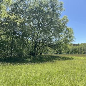 Photo #19 of SOLD property in Off Watoga Road, Dillwyn, VA 29.4 acres