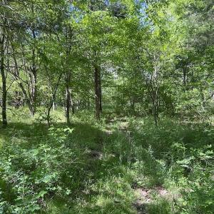 Photo #25 of SOLD property in Off Watoga Road, Dillwyn, VA 29.4 acres