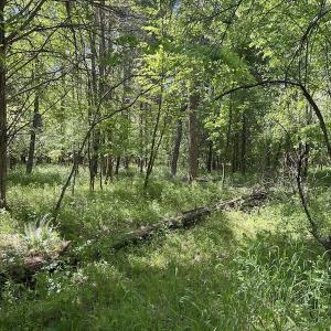 Photo #26 of SOLD property in Off Watoga Road, Dillwyn, VA 29.4 acres