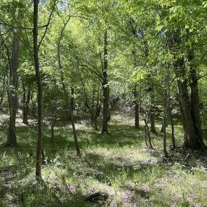 Photo #28 of SOLD property in Off Watoga Road, Dillwyn, VA 29.4 acres