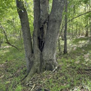 Photo #32 of SOLD property in Off Watoga Road, Dillwyn, VA 29.4 acres
