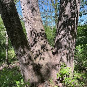 Photo #34 of SOLD property in Off Watoga Road, Dillwyn, VA 29.4 acres