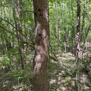 Photo #35 of SOLD property in Off Watoga Road, Dillwyn, VA 29.4 acres