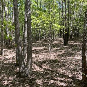 Photo #38 of SOLD property in Off Watoga Road, Dillwyn, VA 29.4 acres