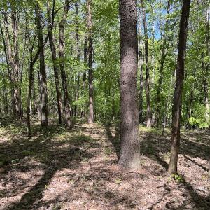 Photo #41 of SOLD property in Off Watoga Road, Dillwyn, VA 29.4 acres