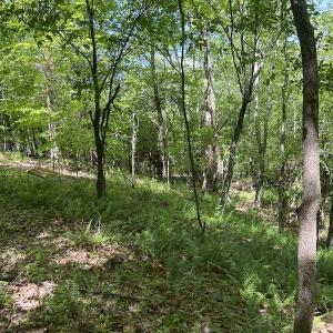 Photo #44 of SOLD property in Off Watoga Road, Dillwyn, VA 29.4 acres