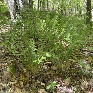 Photo #45 of SOLD property in Off Watoga Road, Dillwyn, VA 29.4 acres