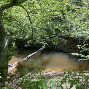 Photo #46 of SOLD property in Off Watoga Road, Dillwyn, VA 29.4 acres