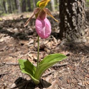 Photo #52 of SOLD property in Off Watoga Road, Dillwyn, VA 29.4 acres