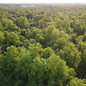 Photo #2 of SOLD property in Off Sandlin Road, Beulaville, NC 11.3 acres
