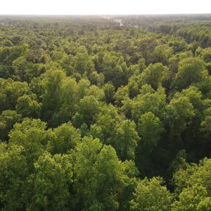 Photo #5 of SOLD property in Off Sandlin Road, Beulaville, NC 11.3 acres