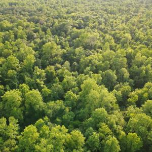 Photo #9 of SOLD property in Off Sandlin Road, Beulaville, NC 11.3 acres