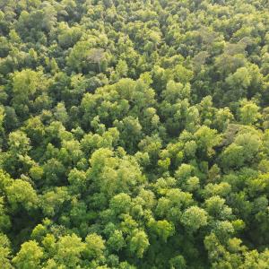 Photo #20 of SOLD property in Off Sandlin Road, Beulaville, NC 11.3 acres