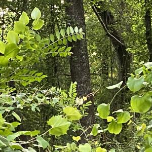 Photo #24 of SOLD property in Off Sandlin Road, Beulaville, NC 11.3 acres