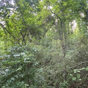 Photo #25 of SOLD property in Off Sandlin Road, Beulaville, NC 11.3 acres