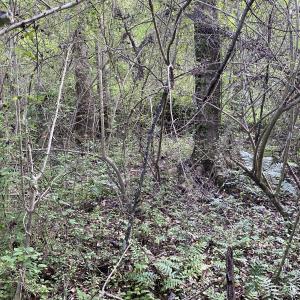 Photo #26 of SOLD property in Off Sandlin Road, Beulaville, NC 11.3 acres