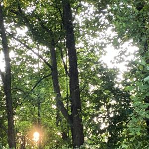 Photo #27 of SOLD property in Off Sandlin Road, Beulaville, NC 11.3 acres