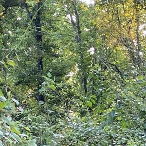 Photo #28 of SOLD property in Off Sandlin Road, Beulaville, NC 11.3 acres