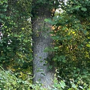 Photo #29 of SOLD property in Off Sandlin Road, Beulaville, NC 11.3 acres