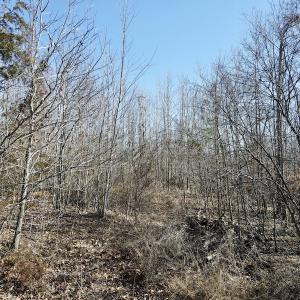 Photo #42 of Off Hatters Creek Road, Green Bay, VA 9.4 acres