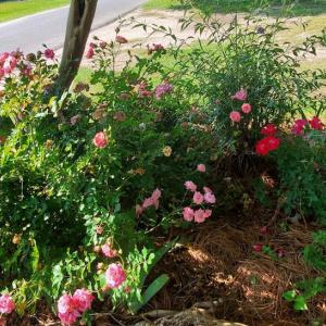 Photo #30 of SOLD property in 101 Cypress Drive, Edenton, NC 0.2 acres