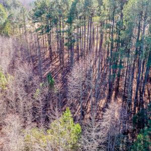 Photo #23 of SOLD property in Off Drake Road, Rocky Mount, NC 6.5 acres