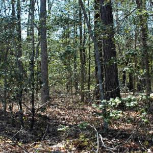 Photo #12 of SOLD property in Off Charbelee Drive, Charles City, VA 2.0 acres