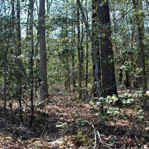 Photo #12 of SOLD property in Off Charbelee Drive, Charles City, VA 2.0 acres