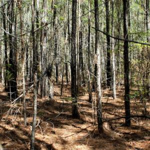 Photo #14 of SOLD property in Off Charbelee Drive, Charles City, VA 2.0 acres