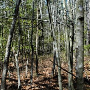 Photo #15 of SOLD property in Off Charbelee Drive, Charles City, VA 2.0 acres