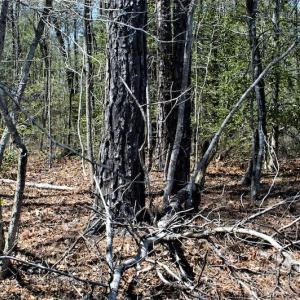 Photo #18 of SOLD property in Off Charbelee Drive, Charles City, VA 2.0 acres