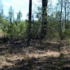 Photo #19 of SOLD property in Off Charbelee Drive, Charles City, VA 2.0 acres