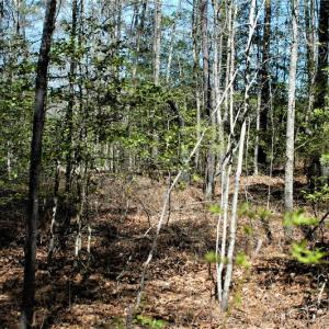 Photo #21 of SOLD property in Off Charbelee Drive, Charles City, VA 2.0 acres