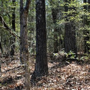 Photo #22 of SOLD property in Off Charbelee Drive, Charles City, VA 2.0 acres