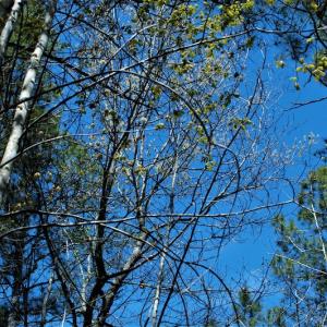 Photo #23 of SOLD property in Off Charbelee Drive, Charles City, VA 2.0 acres