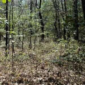 Photo #11 of SOLD property in Off Charbelee Drive, Charles City, VA 2.0 acres