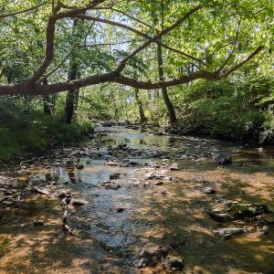 Photo #10 of On Bethel South Fork Road, Snow Camp, NC 36.0 acres