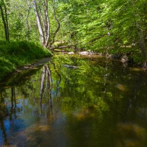 Photo #4 of On Bethel South Fork Road, Snow Camp, NC 76.3 acres