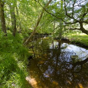 Photo #8 of On Bethel South Fork Road, Snow Camp, NC 76.3 acres
