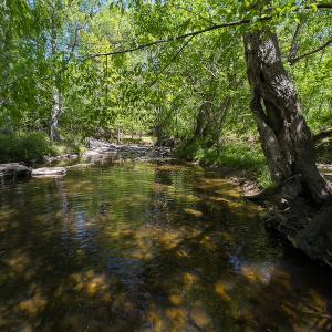 Photo #22 of On Bethel South Fork Road, Snow Camp, NC 76.3 acres