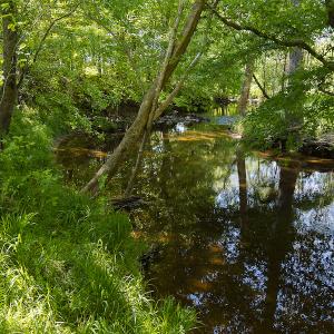 Photo #28 of On Bethel South Fork Road, Snow Camp, NC 76.3 acres