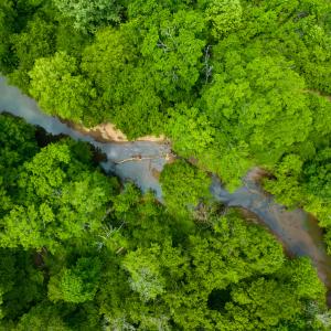 Photo #13 of SOLD property in Off Woodsdale Road & Hideaway Trail, Roxboro, NC 88.1 acres
