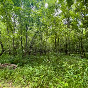 Photo #20 of SOLD property in Off Woodsdale Road & Hideaway Trail, Roxboro, NC 88.1 acres